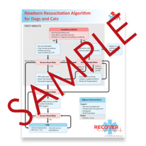 Newborn Resuscitation Algorithm - 24x36